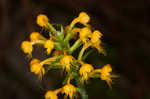 Crested yellow orchid